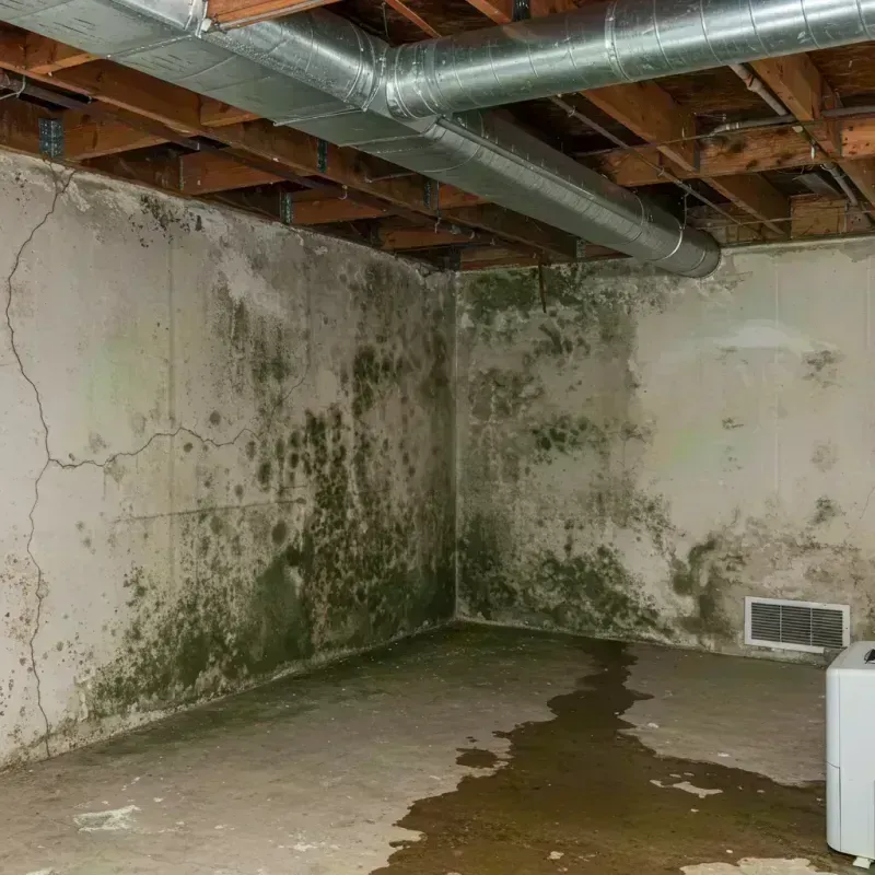 Professional Mold Removal in Beattyville, KY